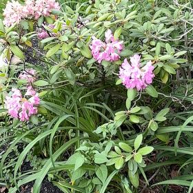 Photo of the plant species Pacific Rhododendron by @VipFlaxsilk7 named Forrest on Greg, the plant care app