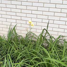 Photo of the plant species Yellow Daylily by @VipFlaxsilk7 named Kylie on Greg, the plant care app