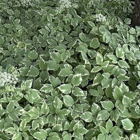 Photo of the plant species Bishop's Goutweed by @VipFlaxsilk7 named Xena on Greg, the plant care app