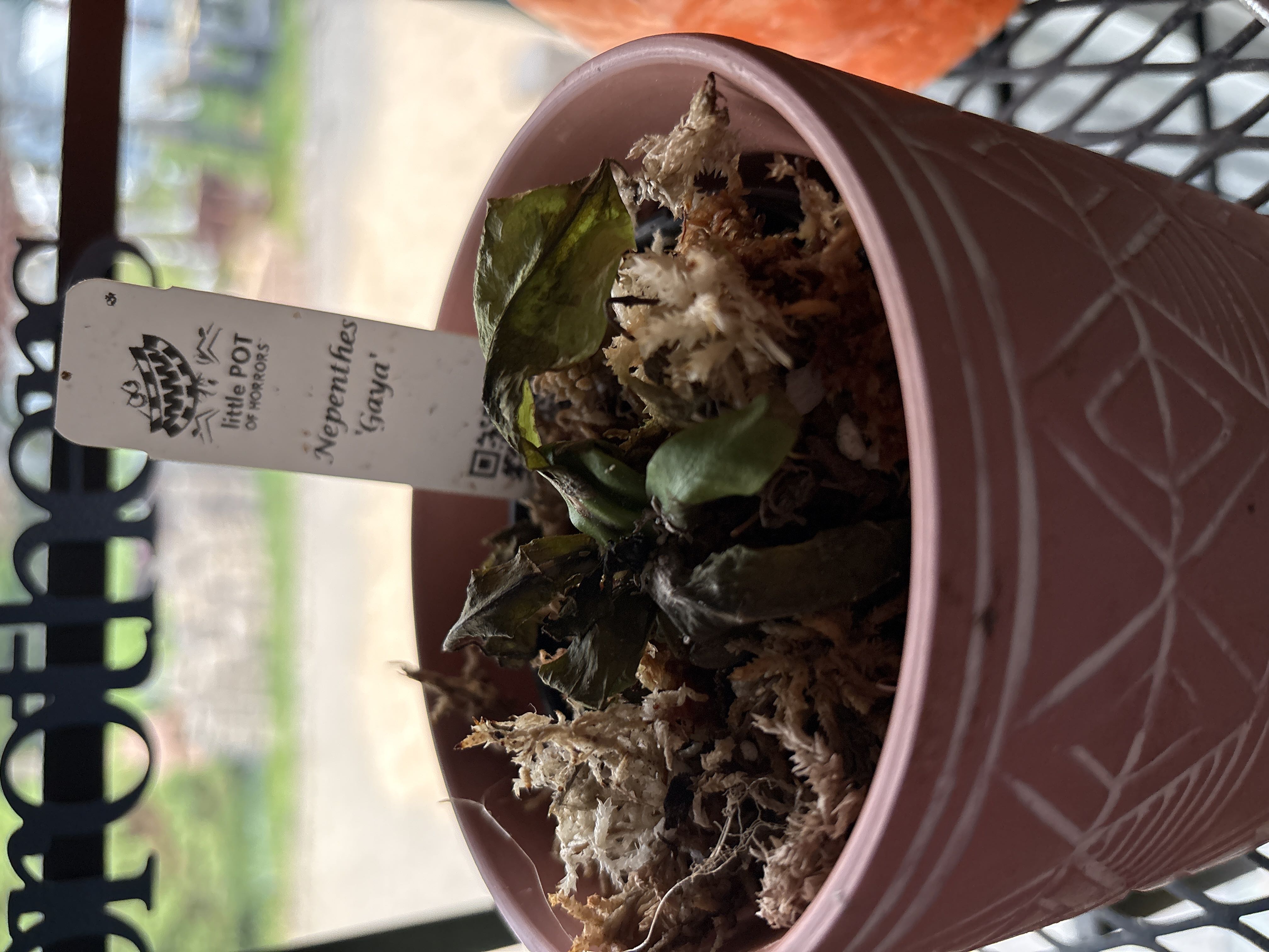 Photo from the post