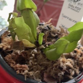 Photo of the plant species Purple Pitcher Plant by @VipFlaxsilk7 named Harmony on Greg, the plant care app