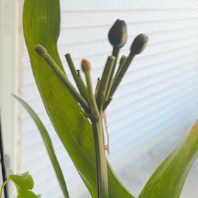 Photo of the plant species Blackberry Lily by @VipFlaxsilk7 named Kelly on Greg, the plant care app