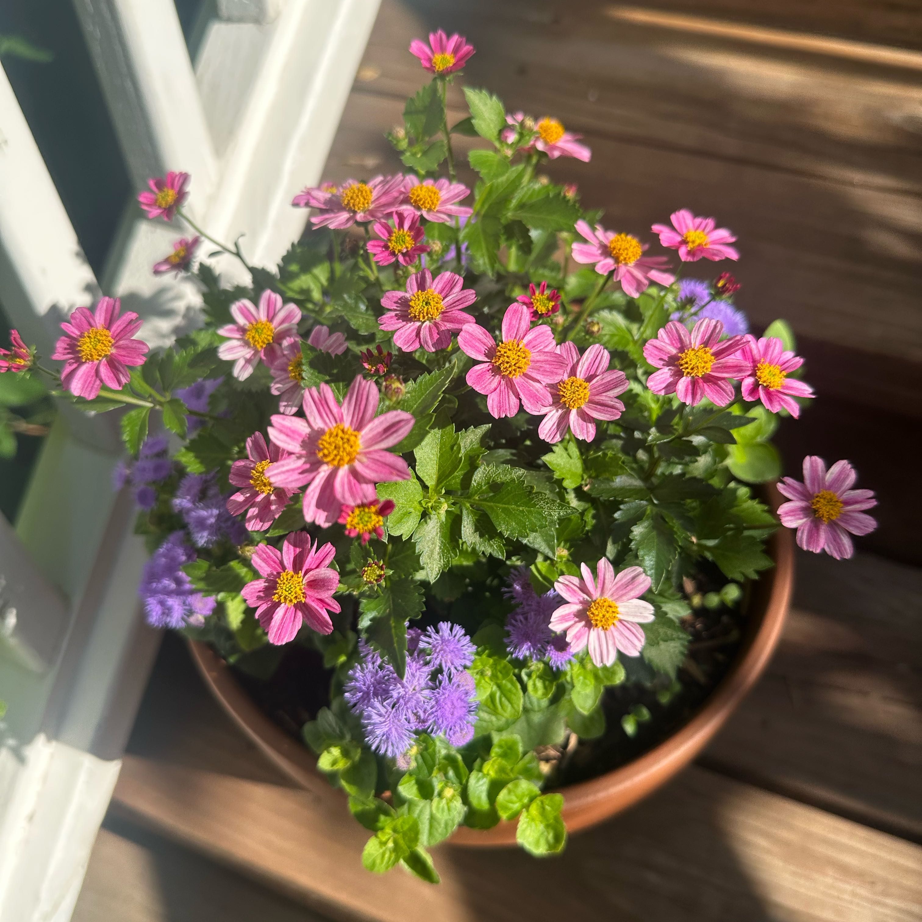 Photo of the plant species Bidens by @KeyWaxvine3 named Eva on Greg, the plant care app