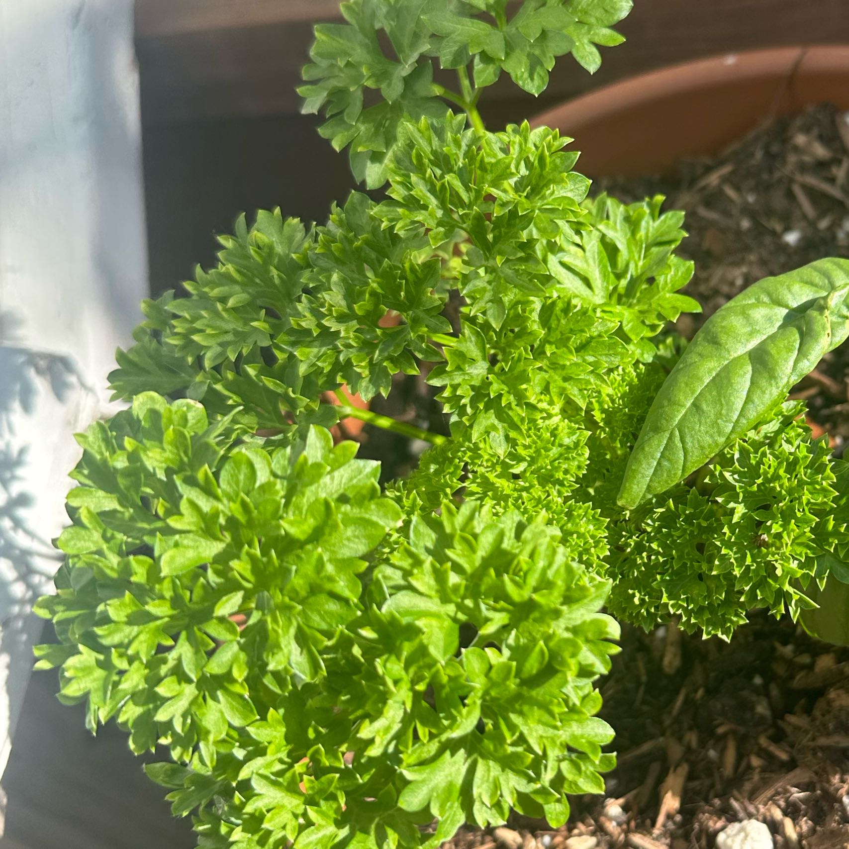 Photo of the plant species Curly Parsley by @KeyWaxvine3 named Achilles on Greg, the plant care app