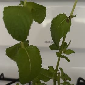 Photo of the plant species Mint plant by @GoldTutu8 named Bigleef Smalls on Greg, the plant care app