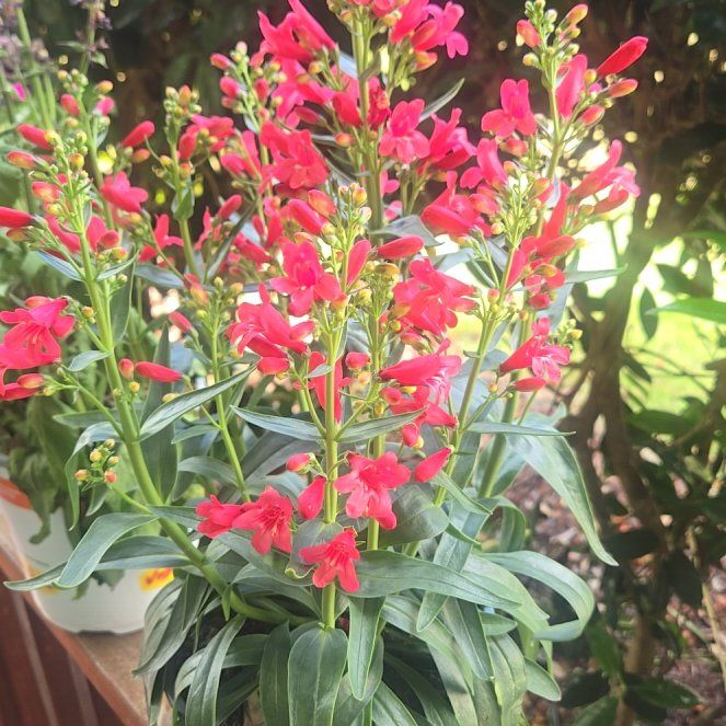 Photo of the plant species Brompton Stock by @koley14 named Leonardo on Greg, the plant care app