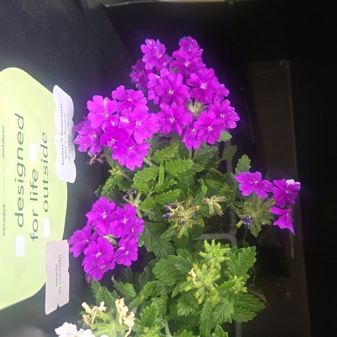 Photo of the plant species Slender Vervain by @koley14 named Harry on Greg, the plant care app