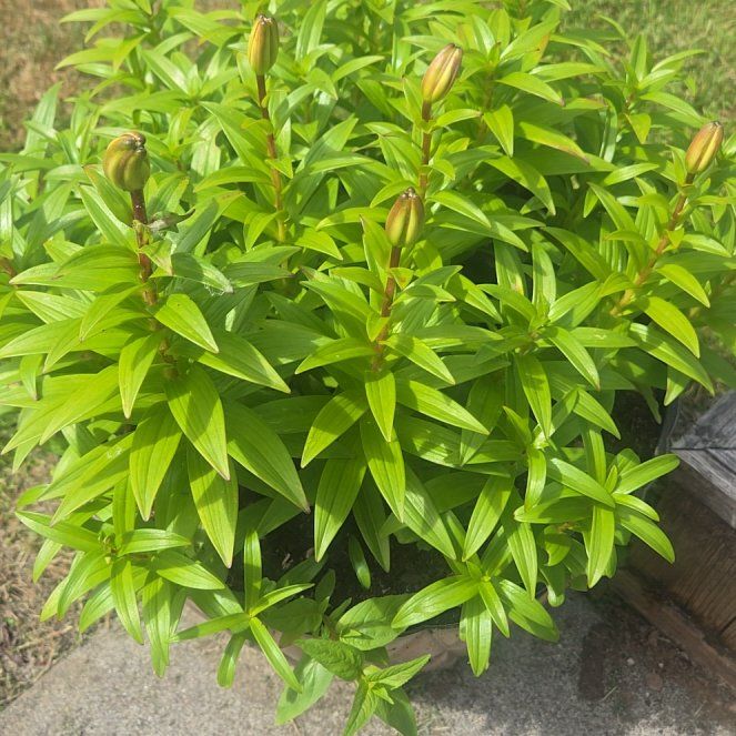 Photo of the plant species Easter Lily by @koley14 named Xena on Greg, the plant care app