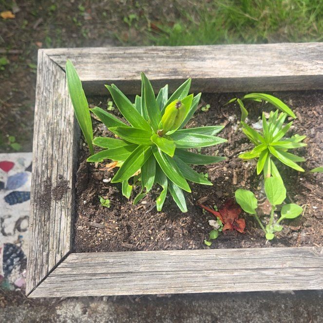 Photo of the plant species Tiger Lily by @koley14 named Kardashian on Greg, the plant care app