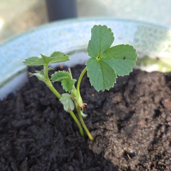 Photo of the plant species Pineberry by @koley14 named Sir Plancelot on Greg, the plant care app