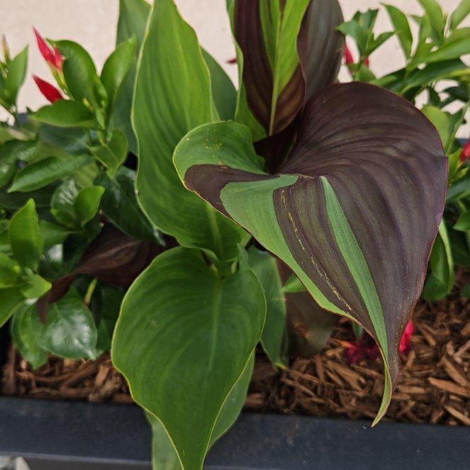 Photo of the plant species Tropicanna Canna Lily by @BuffAposeris68 named Huckleberry Fern on Greg, the plant care app