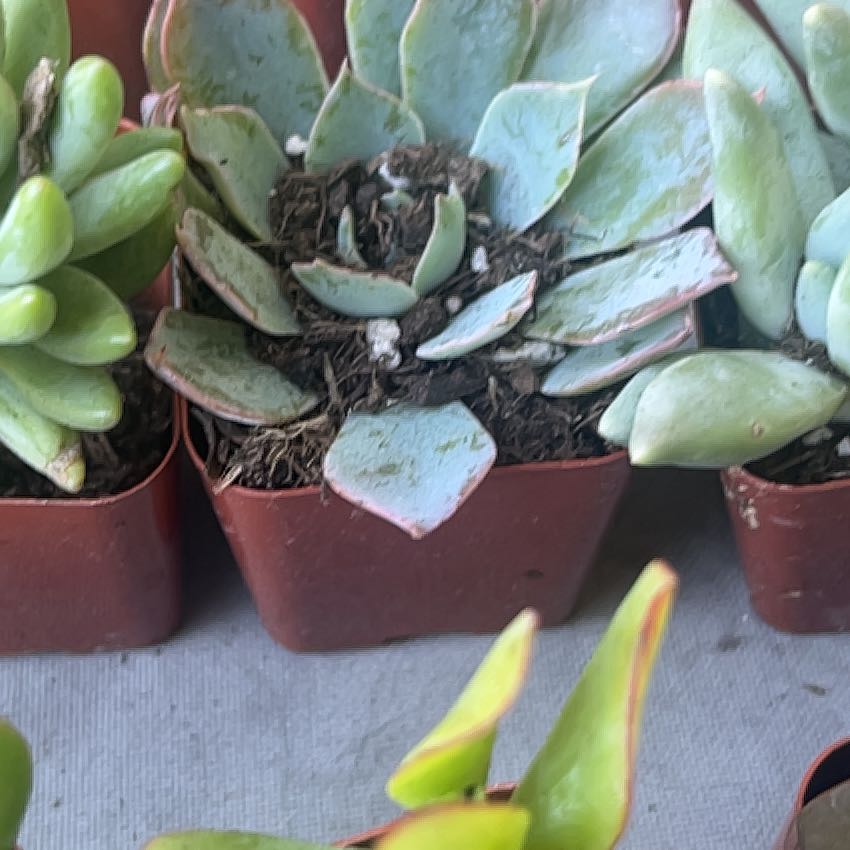 Photo of the plant species Pig's Ear by @SleekMakura78 named Huckleberry Fern on Greg, the plant care app