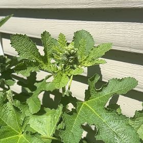Photo of the plant species Hollyhock by @MajorCosmo74 named Darwin on Greg, the plant care app