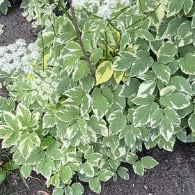 Photo of the plant species Bishop's Goutweed by @PoliteFlax35 named Wall-E on Greg, the plant care app
