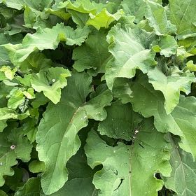 Photo of the plant species Great Burdock by @PoliteFlax35 named Daphne on Greg, the plant care app