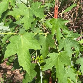 Photo of the plant species Silver Maple by @PoliteFlax35 named Zion on Greg, the plant care app