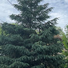 Photo of the plant species Norway Spruce by @PoliteFlax35 named Darwin on Greg, the plant care app