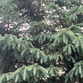 Photo of the plant species Sitka Spruce by @PoliteFlax35 named Scarlett on Greg, the plant care app