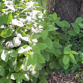Photo of the plant species Bird Cherry by @PoliteFlax35 named Eva on Greg, the plant care app