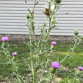 Photo of the plant species Spear Thistle by @PoliteFlax35 named Gaga on Greg, the plant care app