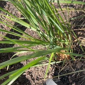 Photo of the plant species Cogon Grass by @ShinyKanna85 named Huckleberry Fern on Greg, the plant care app