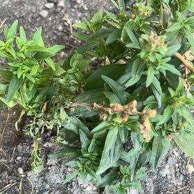 Photo of the plant species Common Snapdragon by @ShinyKanna85 named Shakira on Greg, the plant care app
