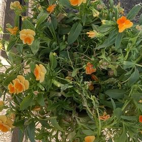 Photo of the plant species Marigold by @ShinyKanna85 named Wall-E on Greg, the plant care app