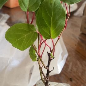 Photo of the plant species Hardy Kiwi Vine by @LuxuryTeatree6 named Planty on Greg, the plant care app