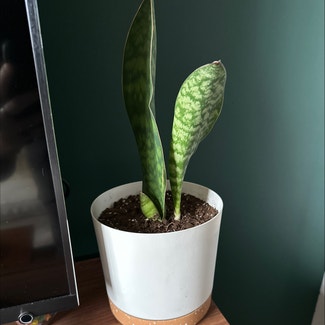 Whale Fin Snake Plant plant in New York, New York
