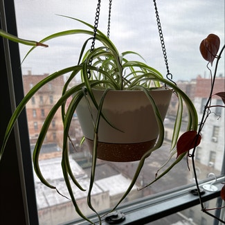 Spider Plant plant in New York, New York