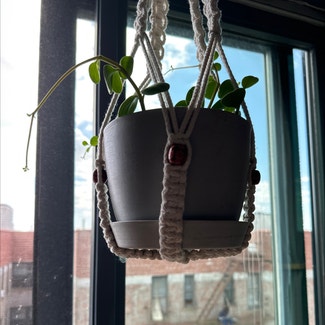 Peperomia 'Hope' plant in New York, New York