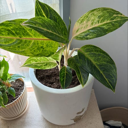 Photo of the plant species Aglaonema 'Green Bowl' by @danielplearle named Remington on Greg, the plant care app
