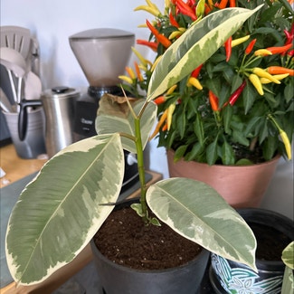 Variegated Rubber Tree plant in New York, New York