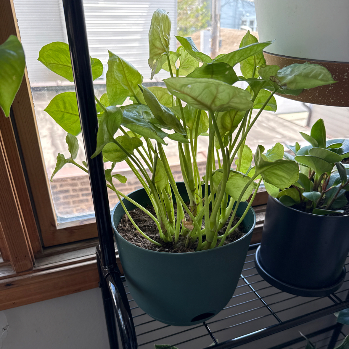 Photo of the plant species Kiwi Delight arrowhead plant by @danielplearle named Kiwi on Greg, the plant care app