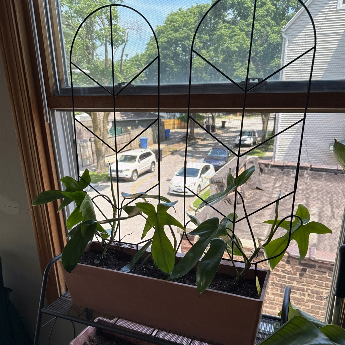 Photo of the plant species Philodendron 'Florida' by @danielplearle named Flo Rida on Greg, the plant care app