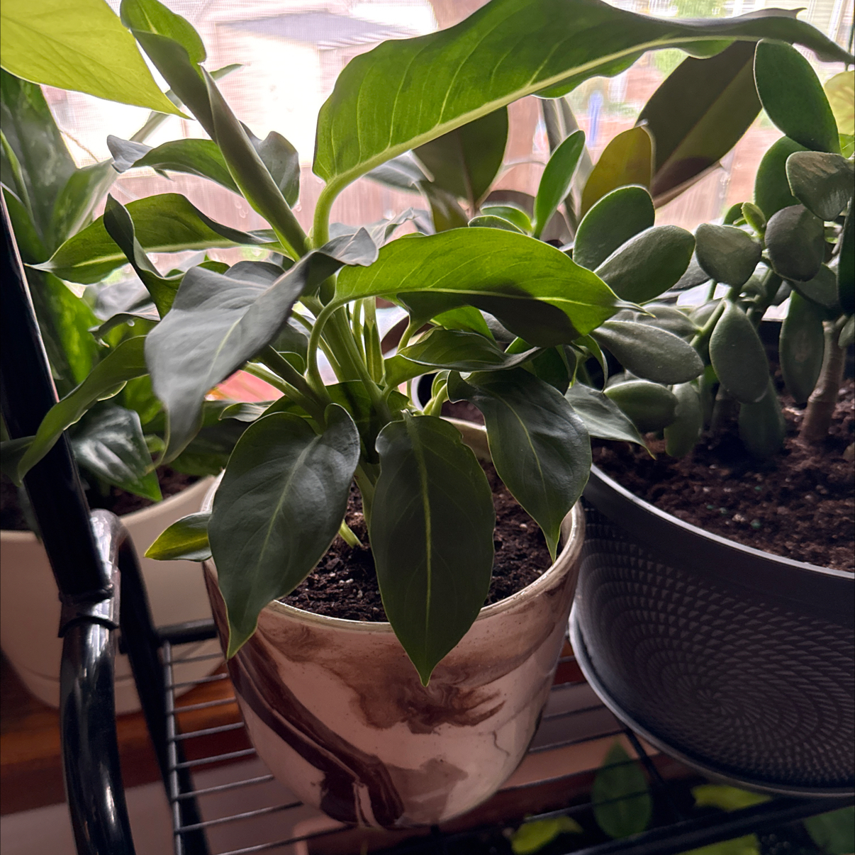Photo of the plant species Green Magic Dumb Cane by @danielplearle named Kavalier on Greg, the plant care app