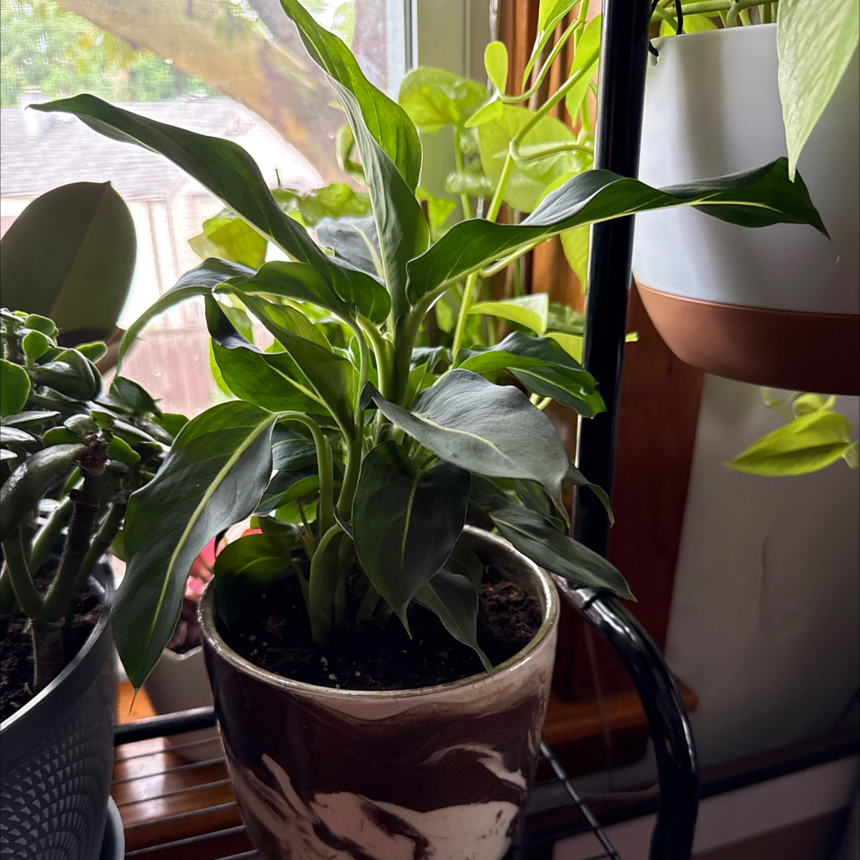 Photo of the plant species Green Magic Dumb Cane by @danielplearle named Clay on Greg, the plant care app