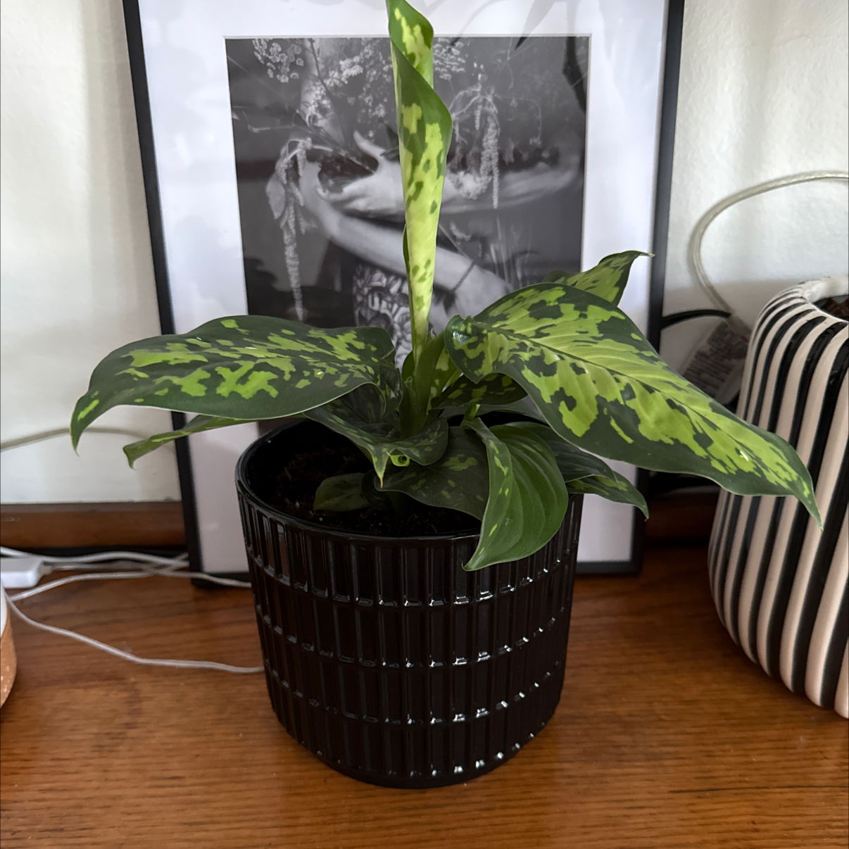 Photo of the plant species Camouflage by @danielplearle named Bubba Ray on Greg, the plant care app