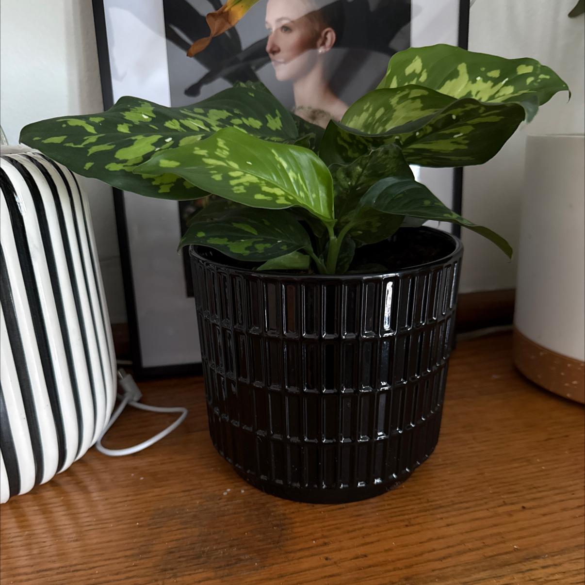 Photo of the plant species Camouflage by @danielplearle named D-Von on Greg, the plant care app