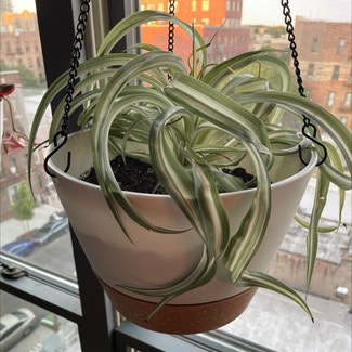 Spider Plant plant in New York, New York