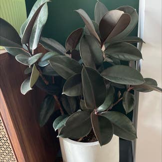Rubber Plant plant in New York, New York