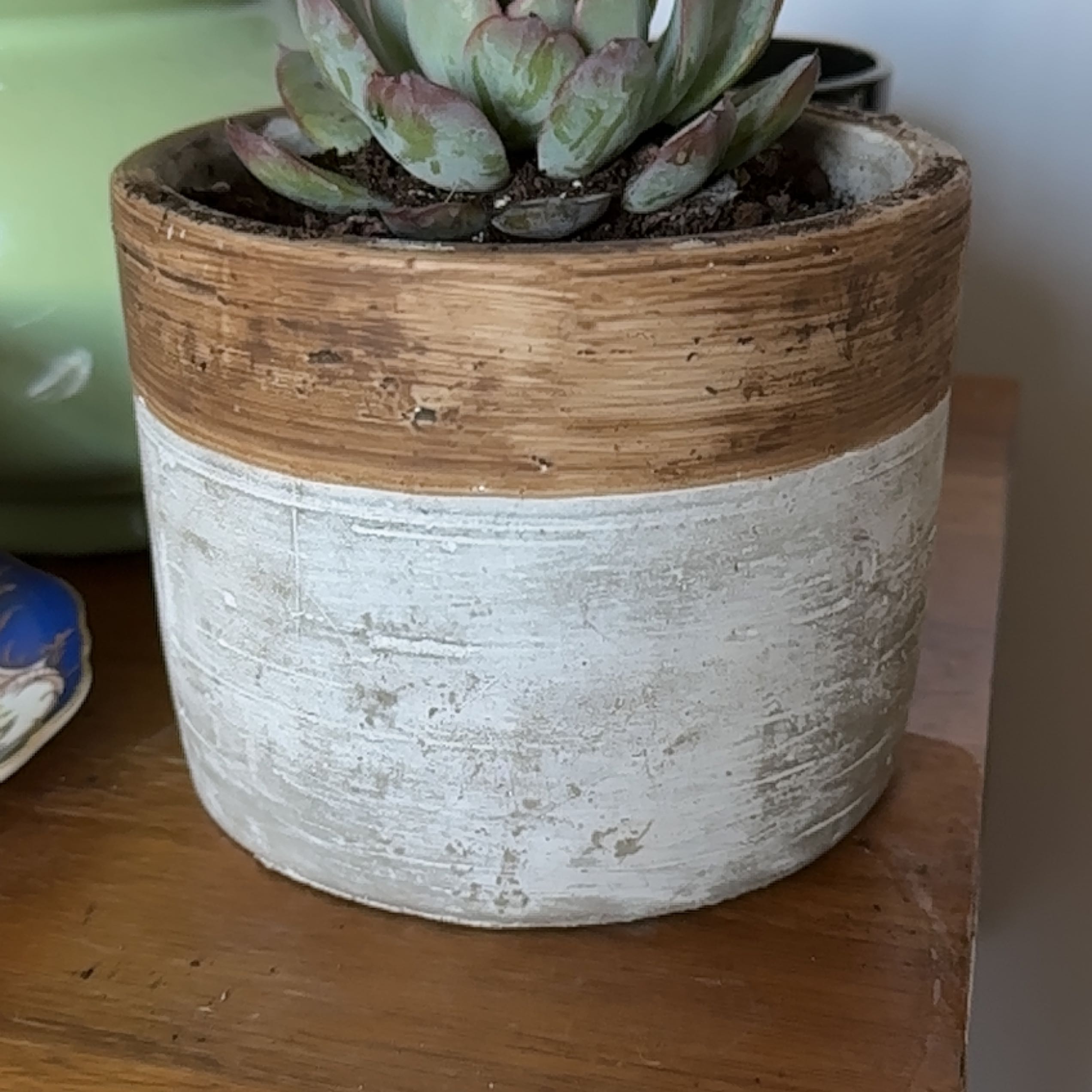Potted Echeveria 'Black Knight' succulent plant in a rustic pot.