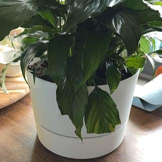 Peace Lily plant in New York, New York