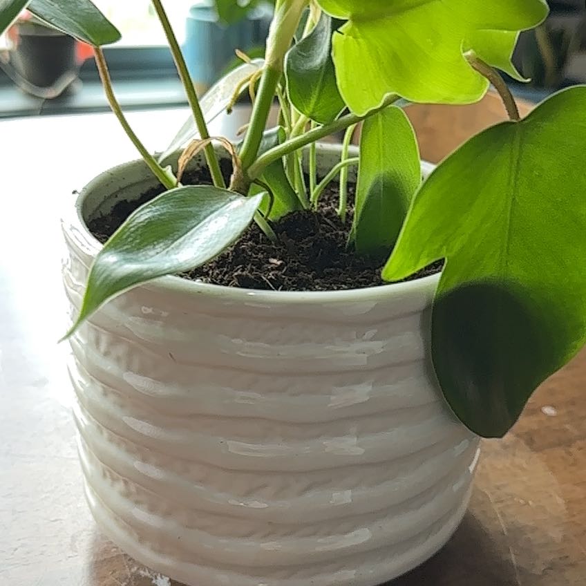 Philodendron Pedatum plant in a white, textured pot with healthy green leaves.