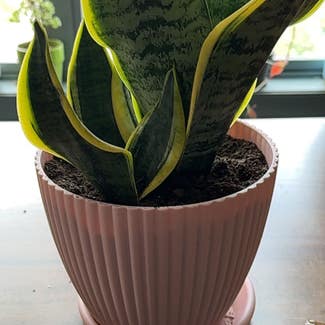 None plant in New York, New York