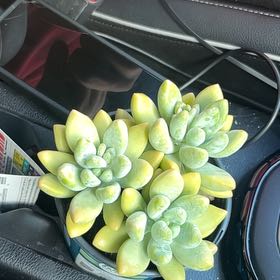Photo of the plant species Succulent by @KindCentro85 named Tree Diddy on Greg, the plant care app