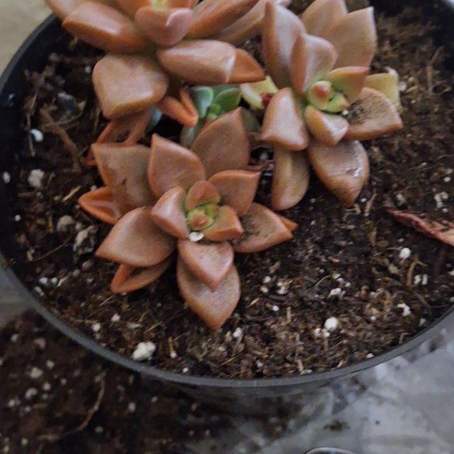 Photo of the plant species Graptosedum 'Vera Higgins' by @JazzyWaxplant87 named Kesha on Greg, the plant care app