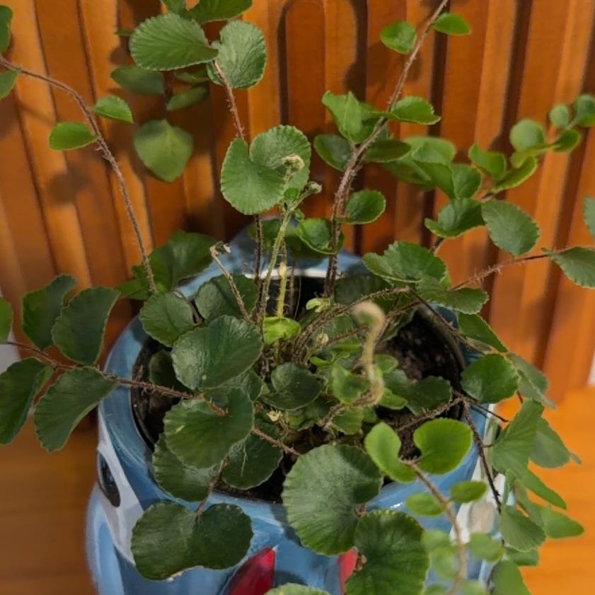 Photo of the plant species California Maidenhair Fern by @ZingPaleflax97 named Fernie on Greg, the plant care app