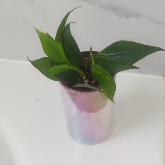 Photo of the plant species Fishtail Hoya by @FieryMexico94 named Einstein on Greg, the plant care app
