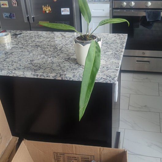 Photo of the plant species Sp. Morona by @FieryMexico94 named Demi on Greg, the plant care app